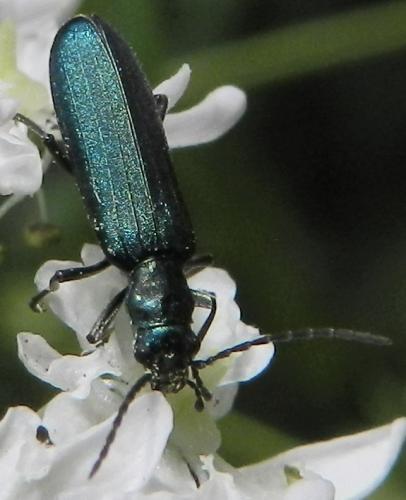 Ischnomera sp.